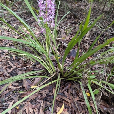 Unidentified Plant at Vincentia, NSW - 4 Dec 2024 by jamattymoo