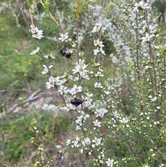 Rutilia (Chrysorutilia) sp. (genus & subgenus) at Uriarra Village, ACT - 6 Dec 2024 by AlexSantiago