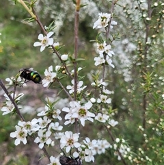 Rutilia (Chrysorutilia) sp. (genus & subgenus) at Uriarra Village, ACT - 6 Dec 2024 11:47 AM