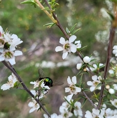 Rutilia (Chrysorutilia) sp. (genus & subgenus) at Uriarra Village, ACT - 6 Dec 2024 11:47 AM