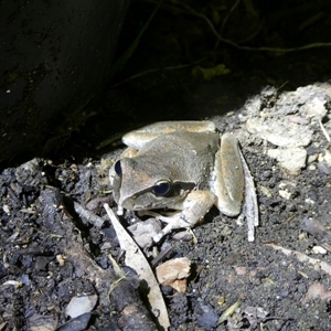 Litoria lesueuri (Lesueur's Tree-frog) at Charleys Forest, NSW by arjay