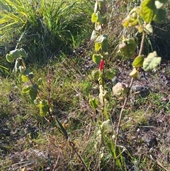 Correa reflexa (Common Correa, Native Fuchsia) at Wapengo, NSW - 26 Aug 2024 by Pigram