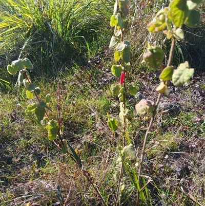 Correa reflexa (Common Correa, Native Fuchsia) at Wapengo, NSW - 26 Aug 2024 by Pigram