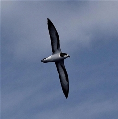 Pterodroma leucoptera leucoptera (Gould's Petrel) at Main Beach, QLD - 16 Nov 2018 by MichaelBedingfield