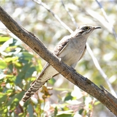 Cacomantis pallidus (Pallid Cuckoo) at Yass River, NSW - 7 Dec 2024 by SenexRugosus