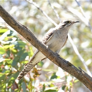 Cacomantis pallidus (Pallid Cuckoo) at Yass River, NSW by SenexRugosus