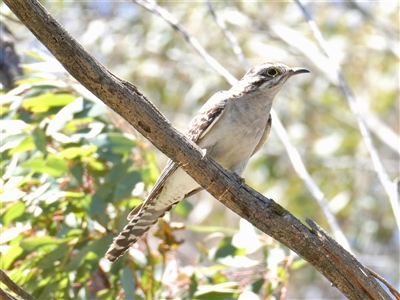 Cacomantis pallidus (Pallid Cuckoo) at Yass River, NSW - 7 Dec 2024 by SenexRugosus