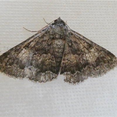 Eudesmeola lawsoni (Lawson's Night Moth) at Yass River, NSW - 8 Dec 2024 by SenexRugosus