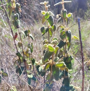 Correa reflexa var. reflexa (Common Correa, Native Fuchsia) at Greenway, ACT by AlexSantiago