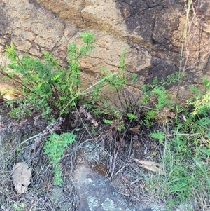 Cheilanthes sieberi subsp. sieberi (Mulga Rock Fern) at Greenway, ACT by AlexSantiago