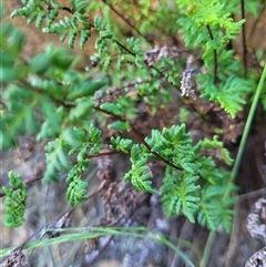 Cheilanthes sieberi subsp. sieberi at Greenway, ACT - 30 Oct 2024