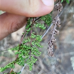 Cheilanthes sieberi subsp. sieberi at Greenway, ACT - 30 Oct 2024