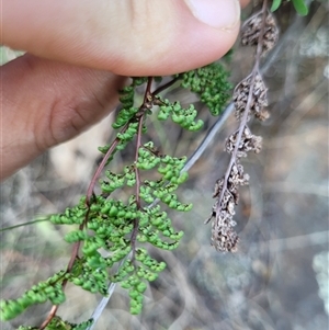 Cheilanthes sieberi subsp. sieberi at Greenway, ACT - 30 Oct 2024