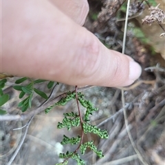 Cheilanthes sieberi subsp. sieberi at Greenway, ACT - 30 Oct 2024 04:57 PM