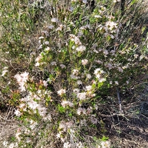 Calytrix tetragona (Common Fringe-myrtle) at Greenway, ACT by AlexSantiago