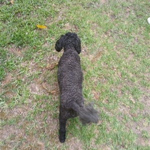 Unidentified Mammal at Wapengo, NSW by Pigram