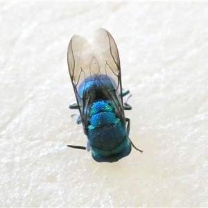 Praestochrysis sp. (genus) (Cuckoo wasp) at Yass River, NSW by SenexRugosus