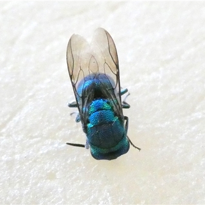 Praestochrysis sp. (genus) (Cuckoo wasp) at Yass River, NSW - 8 Dec 2024 by SenexRugosus