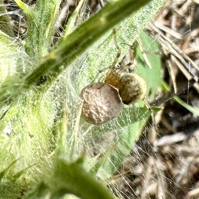 Theridiidae (family) (Comb-footed spider) at Yarralumla, ACT - 9 Dec 2024 by KMcCue