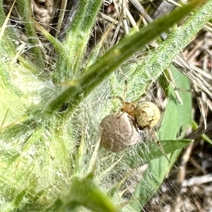 Theridiidae (family) at Yarralumla, ACT - 9 Dec 2024 09:11 AM