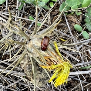 Melolonthinae (subfamily) at Yarralumla, ACT - 9 Dec 2024 08:53 AM