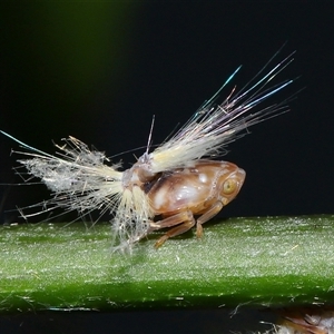 Scolypopa australis at Acton, ACT by TimL