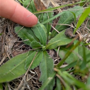 Solenogyne gunnii (Solengyne) at Tharwa, ACT by mainsprite