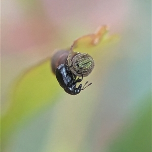 Euops sp. (genus) at Holder, ACT by Miranda