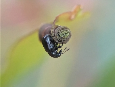 Euops sp. (genus) (A leaf-rolling weevil) at Holder, ACT - 9 Dec 2024 by Miranda