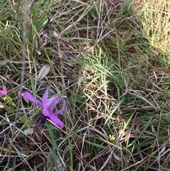 Arthropodium fimbriatum at Lower Borough, NSW - 7 Dec 2024