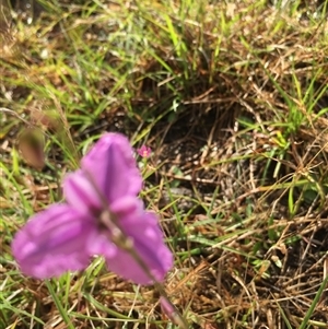 Arthropodium fimbriatum at Lower Borough, NSW - 7 Dec 2024