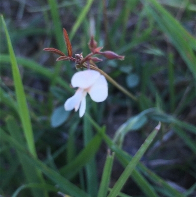 Grona varians (Slender Tick-Trefoil) at Lower Borough, NSW - 8 Dec 2024 by mcleana
