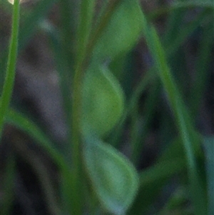 Grona varians at Lower Borough, NSW - 8 Dec 2024 10:02 AM