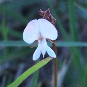 Grona varians at Lower Borough, NSW - 8 Dec 2024 10:02 AM