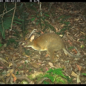 Notamacropus rufogriseus at Lorne, NSW by Butlinz