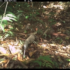 Varanus varius (Lace Monitor) at Lorne, NSW - 1 Dec 2024 by Butlinz