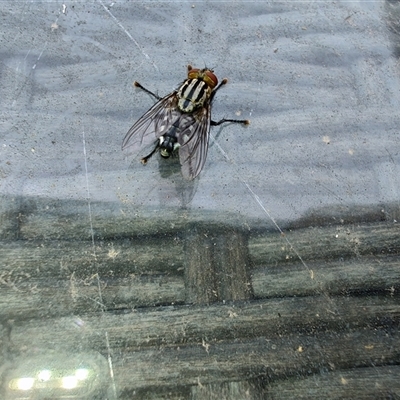 Sarcophaga sp. (genus) (Flesh fly) at Greenleigh, NSW - 9 Dec 2024 by LyndalT