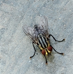 Sarcophaga sp. (genus) at Greenleigh, NSW - 9 Dec 2024 11:59 AM