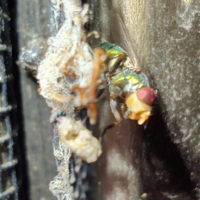 Chrysomya sp. (genus) (A green/blue blowfly) at Greenleigh, NSW - 9 Dec 2024 by LyndalT