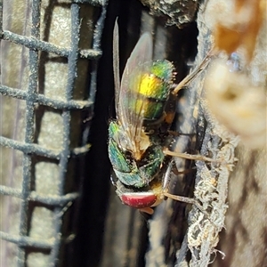 Chrysomya sp. (genus) at Greenleigh, NSW - 9 Dec 2024 11:52 AM