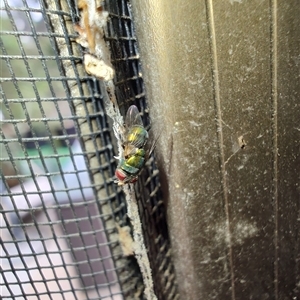 Chrysomya sp. (genus) at Greenleigh, NSW - 9 Dec 2024 11:52 AM