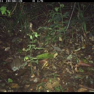 Unidentified Mammal at Lorne, NSW by Butlinz