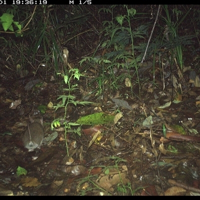 Perameles nasuta (Long-nosed Bandicoot) at Lorne, NSW - 1 Dec 2024 by Butlinz