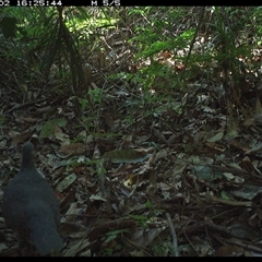 Unidentified Bird at Lorne, NSW - 2 Dec 2024 by Butlinz