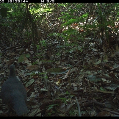 Unidentified Bird at Lorne, NSW - 2 Dec 2024 by Butlinz