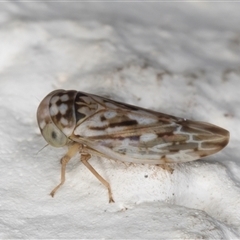 Idiocerini sp. (tribe) (A leafhopper) at Melba, ACT - 6 Dec 2024 by kasiaaus
