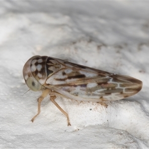 Idiocerini sp. (tribe) at Melba, ACT by kasiaaus