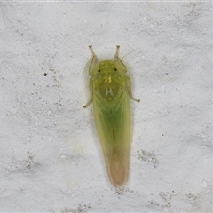 Unidentified Leafhopper or planthopper (Hemiptera, several families) at Melba, ACT - 6 Dec 2024 by kasiaaus