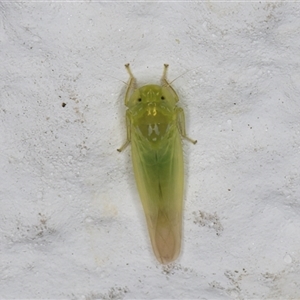 Unidentified Leafhopper or planthopper (Hemiptera, several families) at Melba, ACT by kasiaaus