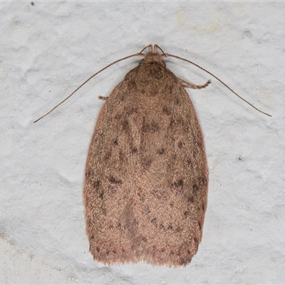 Garrha atripunctatella (A Concealer moth (Wingia Group)) at Melba, ACT - 6 Dec 2024 by kasiaaus